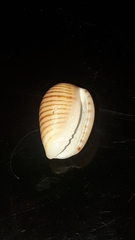 Persicula bandera