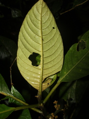 Notopleura capacifolia image