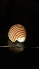 Persicula bandera