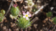 Leptosiphon ciliatus