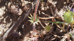 Leptosiphon ciliatus