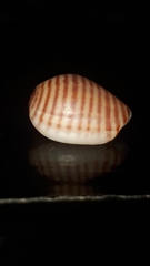 Persicula bandera