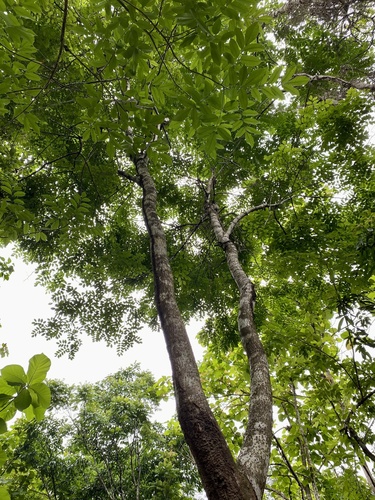 Dalbergia retusa - Whole tree