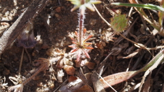 Leptosiphon ciliatus