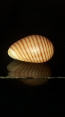 Persicula bandera