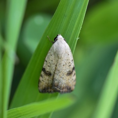 Micrathetis