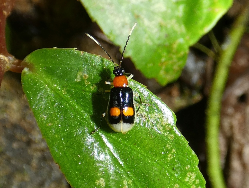 Diabrotica rogersi