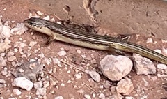 Plestiodon obsoletus