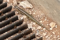 Plestiodon obsoletus