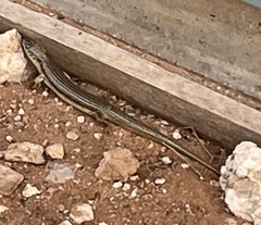 Plestiodon obsoletus