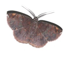 Astygisa vexillaria