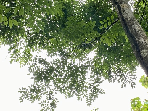 Dalbergia retusa - Leaves