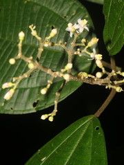 Miconia conomicrantha