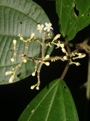 Miconia conomicrantha