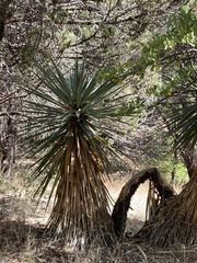 Yucca schottii