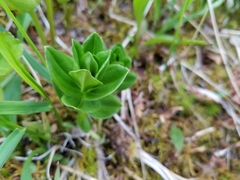 Gentiana platypetala
