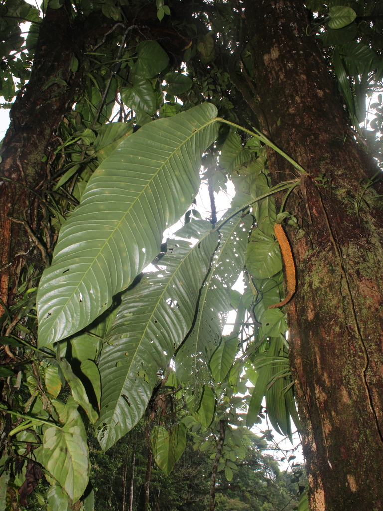 Anthurium spectabile