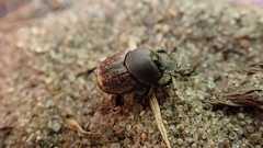 Onthophagus nuchicornis