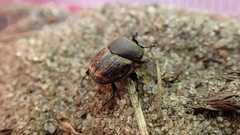Onthophagus nuchicornis