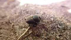 Onthophagus nuchicornis