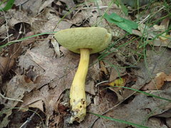 Aureoboletus roxanae