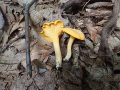 Cantharellus flavus