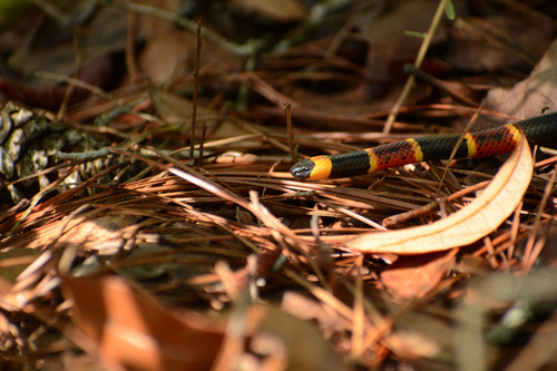 Eastern Coralsnake photographed in Delaware