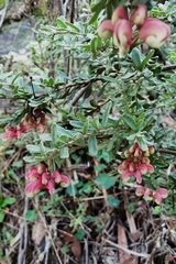 Grevillea lanigera