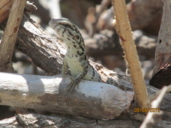 Ctenosaura oaxacana