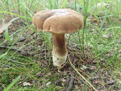 Cyanoboletus cyaneitinctus