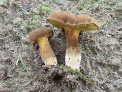 Cyanoboletus cyaneitinctus