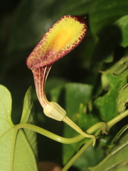 Aristolochia constricta