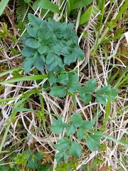 Angelica lucida