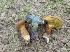 Cyanoboletus cyaneitinctus