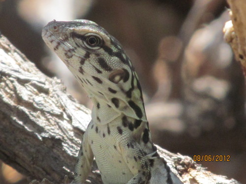Oaxacan Spiny-tailed Iguana