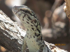 Ctenosaura oaxacana