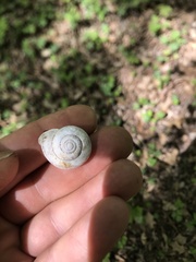 Webbhelix multilineata