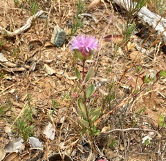 Monardella purpurea