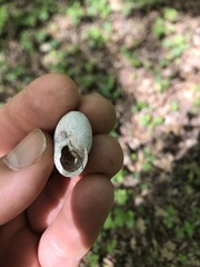 Webbhelix multilineata