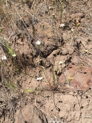 Blepharipappus scaber