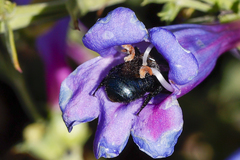 Osmia ribifloris