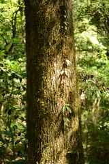 Quercus austrina