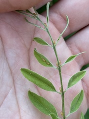 Amorphicola amorphae