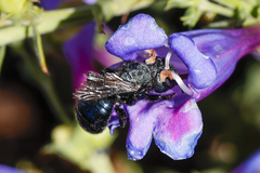 Osmia ribifloris