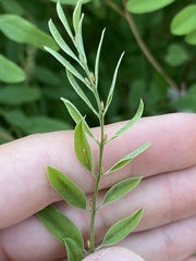 Amorphicola amorphae