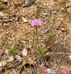 Monardella purpurea