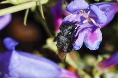 Osmia ribifloris