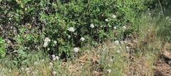 Gilia capitata abrotanifolia