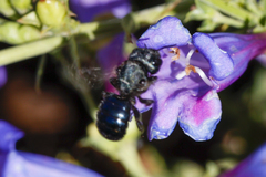 Osmia ribifloris