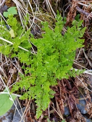 Cryptogramma sitchensis